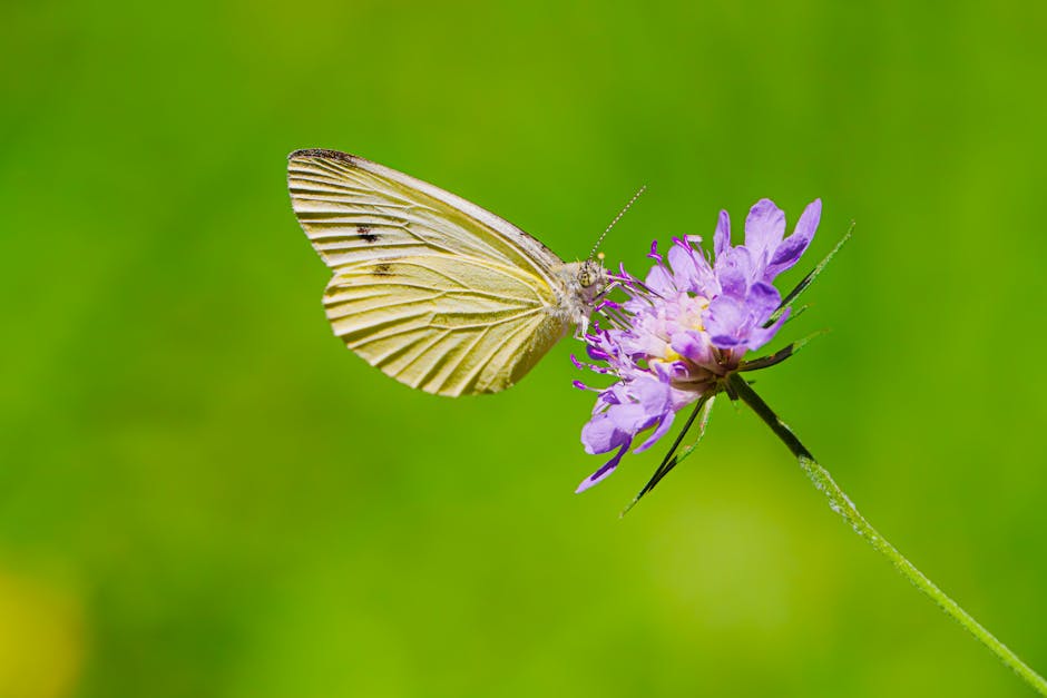 Evaluating the Effectiveness of Europe’s Conservation Policies