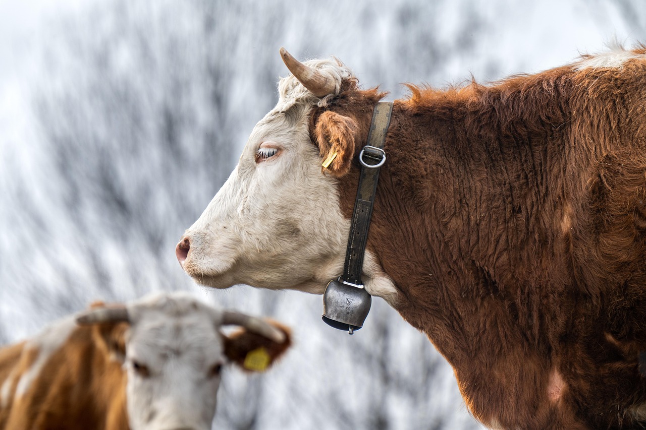 Peter Thiel's Investment in Solar-Powered Cow Collars: A Game Changer for Agriculture
