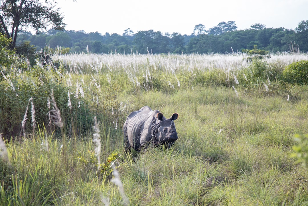 Reliance Industries to launch Vantara University dedicated to wildlife conservation