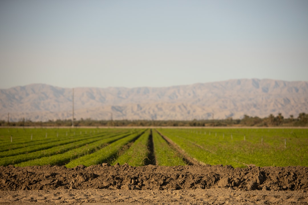 Peter Thiel’s big bet on solar-powered cow collars
