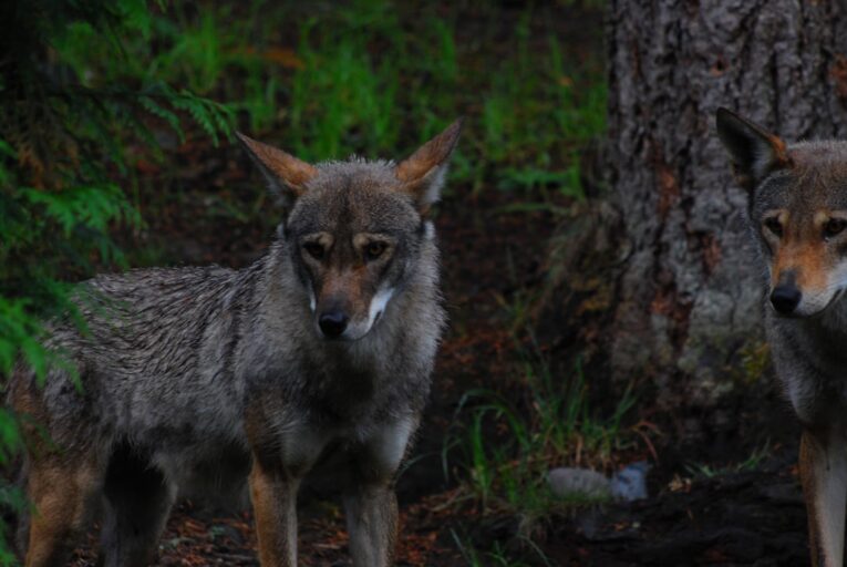 Colossal Biosciences said it cloned red wolves. Is it for real?