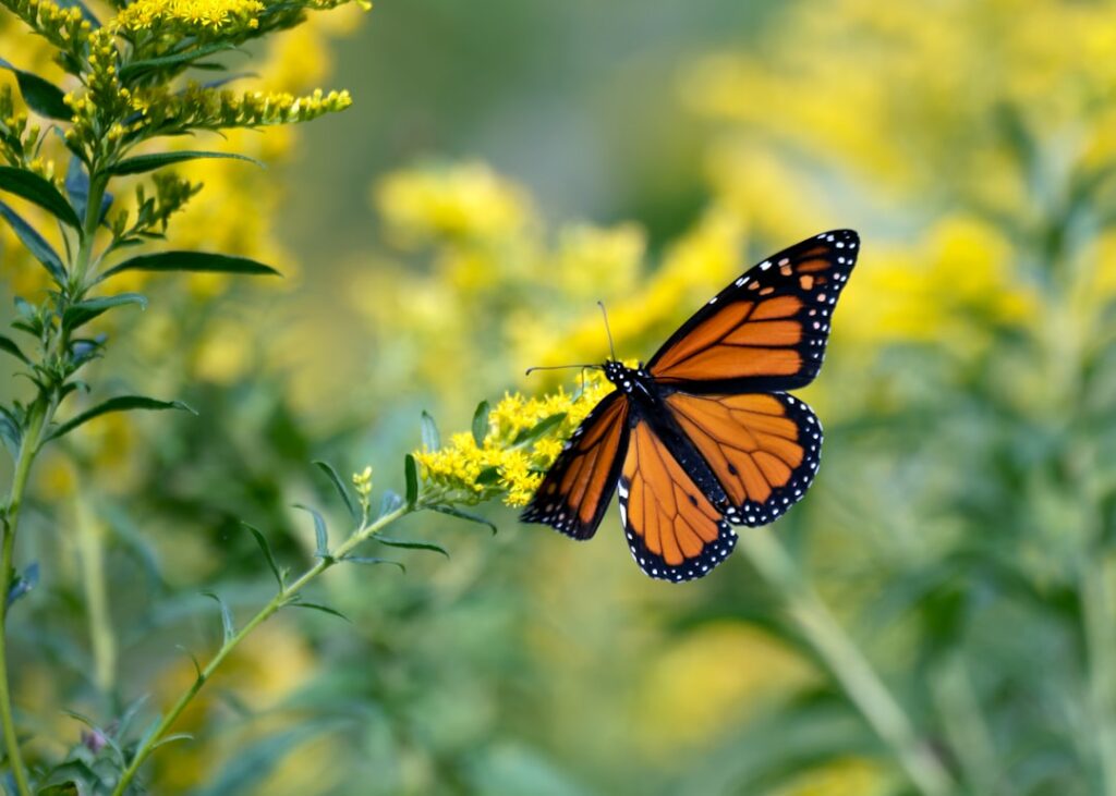 Monarch Tractor’s Downfall: Lessons from an Acquisition