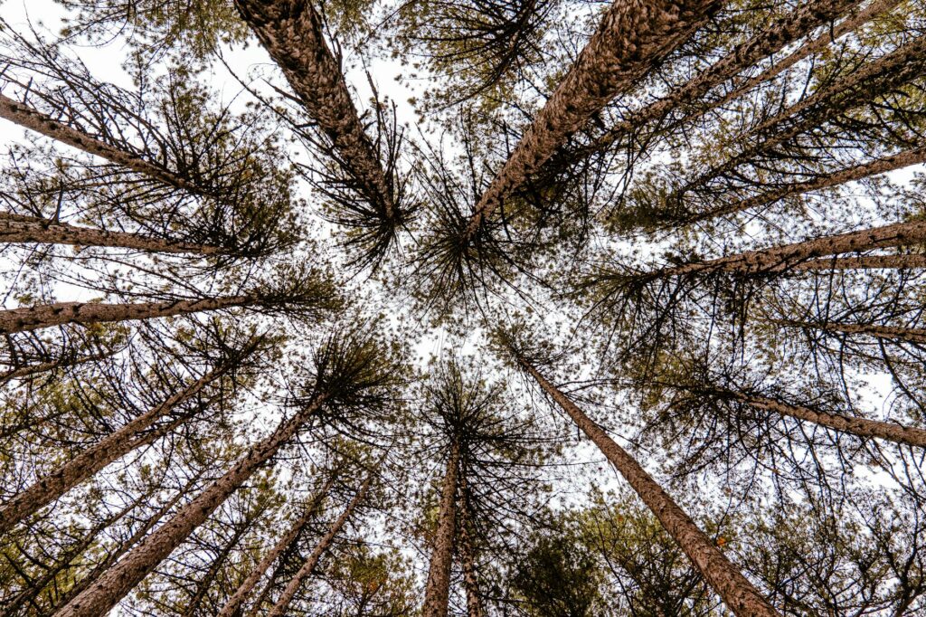 Agroforestry’s Carbon Ledger: Quantifying Regenerative Capital in a Climate-Constrained Food System