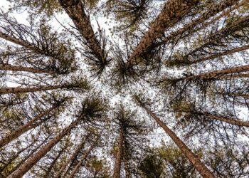 Agroforestry’s Carbon Ledger: Quantifying Regenerative Capital in a Climate-Constrained Food System