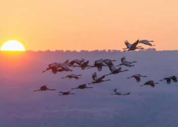 AI‑Driven Talent Flows Reshape Regional Economic Power