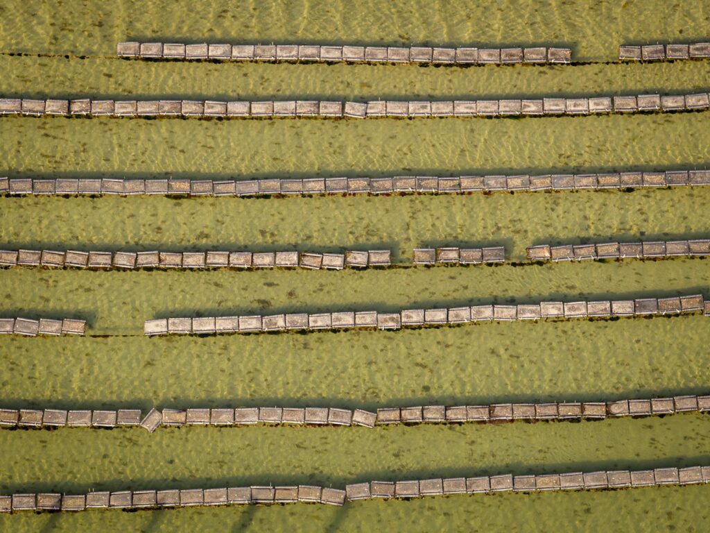 Algae in the Cityscape: How Micro‑Bioreactors Are Redefining Urban Sustainability