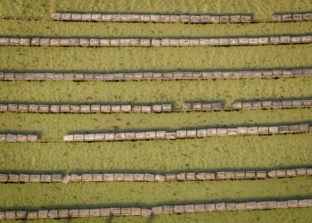 Algae in the Cityscape: How Micro‑Bioreactors Are Redefining Urban Sustainability