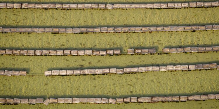 Algae in the Cityscape: How Micro‑Bioreactors Are Redefining Urban Sustainability