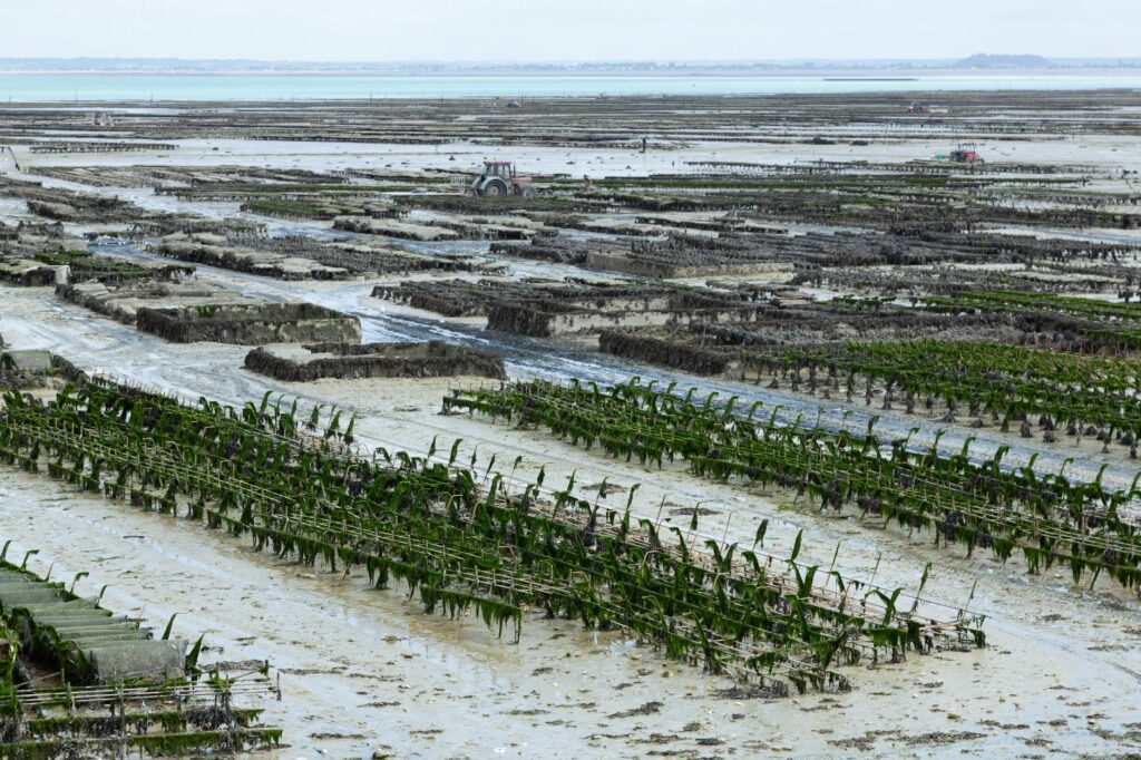 Algae in the Cityscape: How Micro‑Bioreactors Are Redefining Urban Sustainability