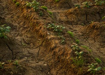 Carbon Credits Turn Soil Into Capital: How Climate‑Resilient Farming Is Re‑Engineering Agricultural Power