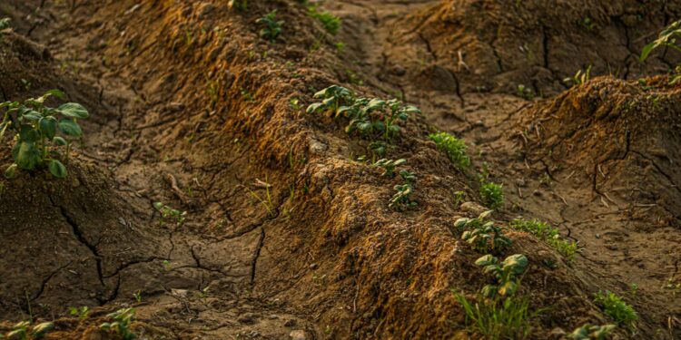 Carbon Credits Turn Soil Into Capital: How Climate‑Resilient Farming Is Re‑Engineering Agricultural Power