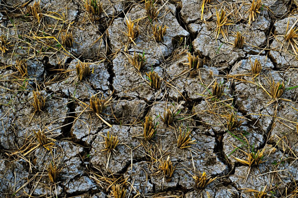 Carbon Credits Turn Soil Into Capital: How Climate‑Resilient Farming Is Re‑Engineering Agricultural Power