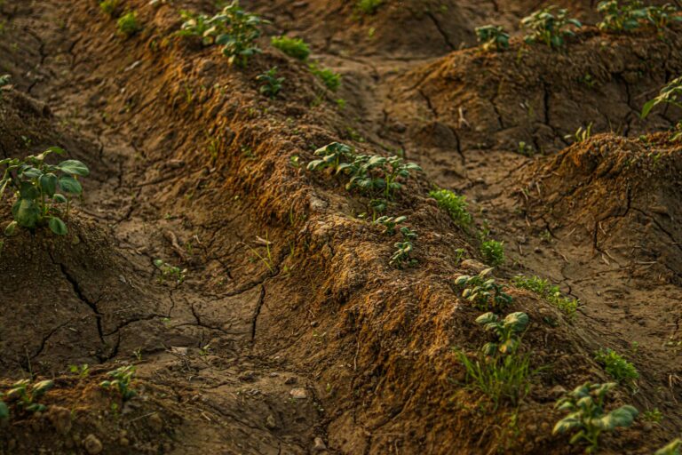 Carbon Credits Turn Soil Into Capital: How Climate‑Resilient Farming Is Re‑Engineering Agricultural Power