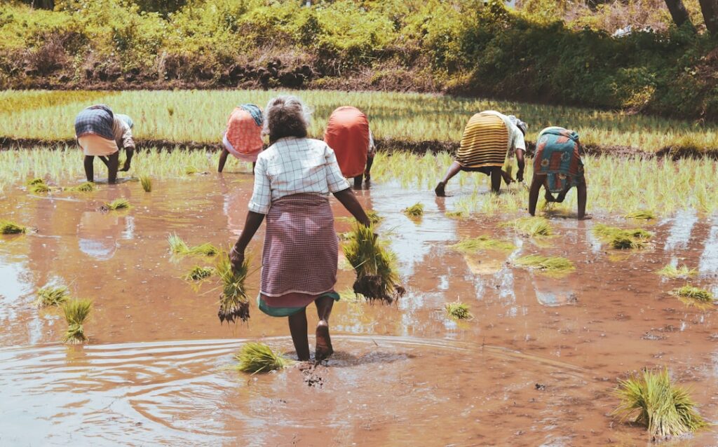 Climate‑Resilient Agriculture Redefines the Global Food‑Security Architecture