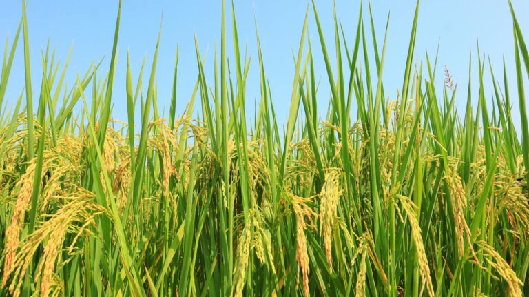 Climate‑Resilient Crop Insurance: A Structural Pivot for Agricultural Careers and Rural Economies