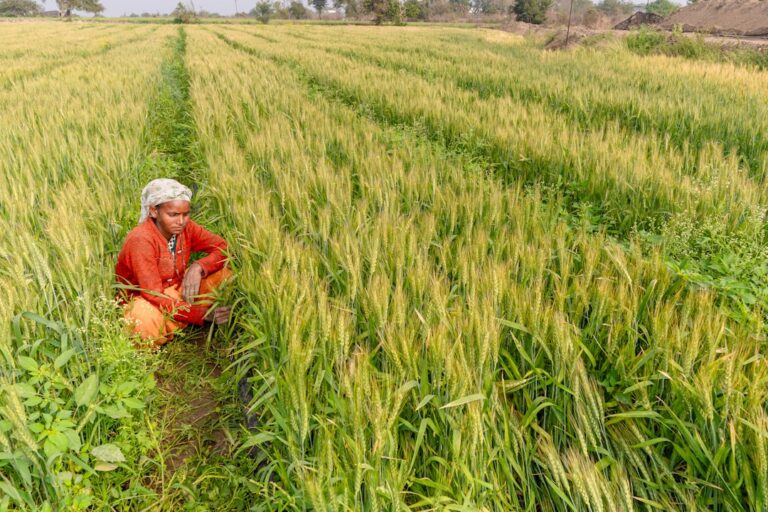 Climate‑Resilient Crop Insurance: A Structural Pivot for Agricultural Careers and Rural Economies