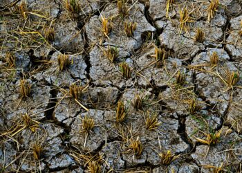 Climate‑Smart Agriculture: A Structural Pivot for Global Food Security