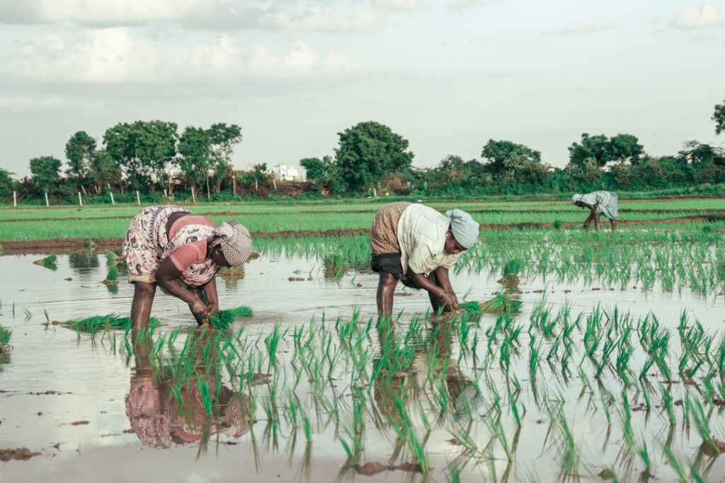 Climate‑Smart Agriculture: A Structural Pivot for Global Food Security