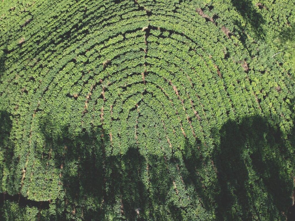 Ecological Literacy Becomes the Core Credential in Business Schools