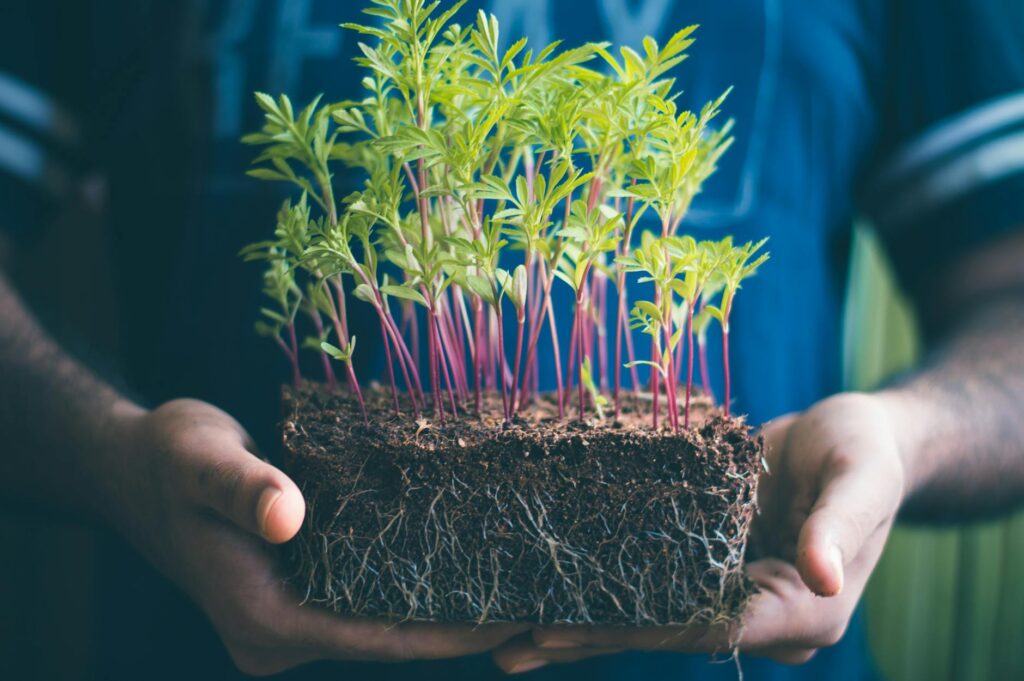 Engineered Phytobiomes: A Structural Pivot Toward Sustainable Food Systems