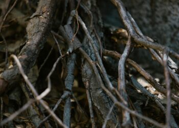 Grief-Informed Career Architecture: Redefining Talent Capital in an Era of Trauma
