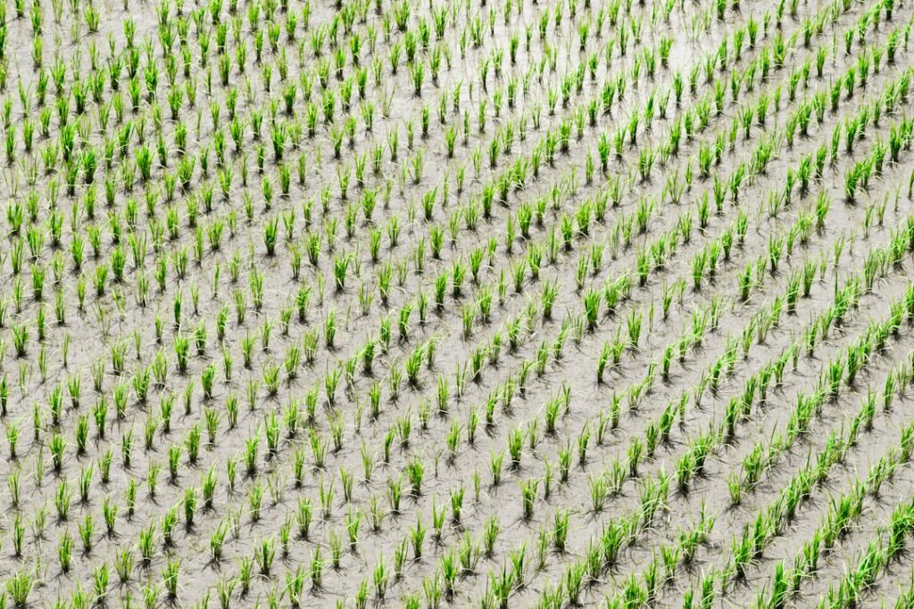 Micro‑Sustainability Goes Mainstream: How Small‑Scale Green Initiatives Reshape Corporate Power and Career Capital
