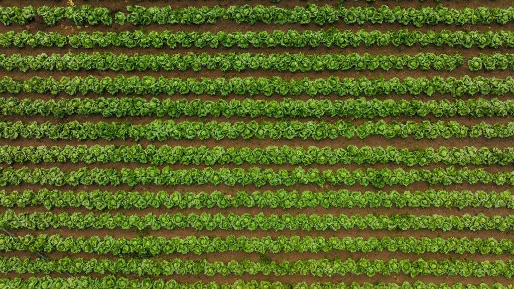 Regenerative Agriculture Reshapes Labor, Capital, and Policy in the Food System