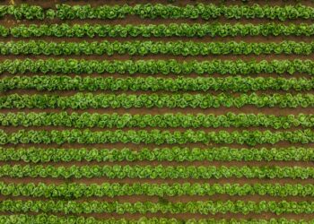 Regenerative Agriculture Reshapes Labor, Capital, and Policy in the Food System