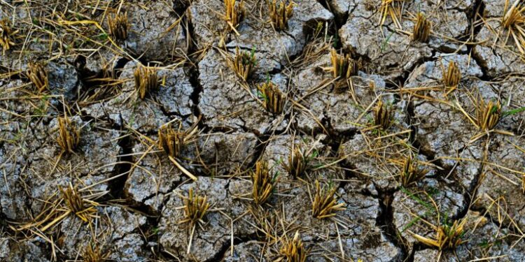 Regenerative Agriculture’s Structural Upswing: How Soil‑Centric Practices Could Redefine Food Security, Climate Resilience, and Rural Careers in the Global South