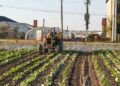 Regenerative Agriculture Takes Root in Academia: Universities as Catalysts for Systemic Food‑System Reform