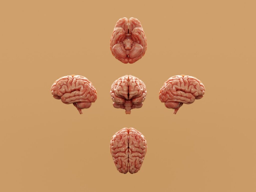Rethinking the Resume: How Brain Architecture and Cognitive Load Reshape Hiring Systems