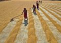 Rural Resilience: How Community Cooperatives Are Re‑Engineering Food Systems and Careers