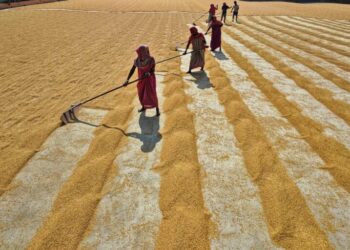 Rural Resilience: How Community Cooperatives Are Re‑Engineering Food Systems and Careers