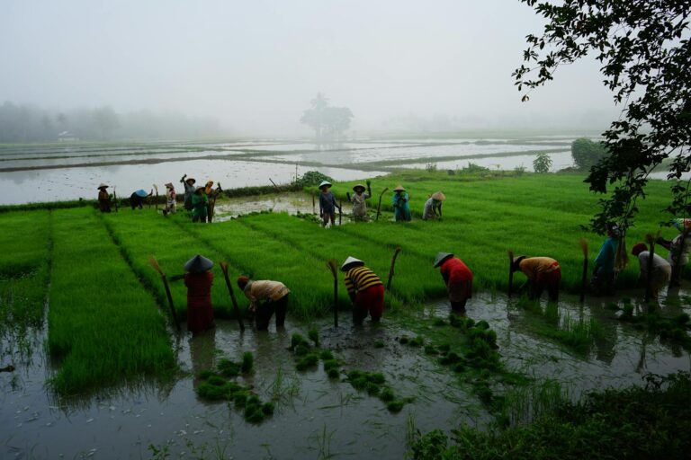 Rural Resilience: How Community Cooperatives Are Re‑Engineering Food Systems and Careers