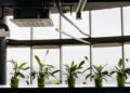 The Air Employees Breathe: How Indoor Microbiome Shifts are Reshaping Workplace Capital