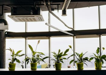 The Air Employees Breathe: How Indoor Microbiome Shifts are Reshaping Workplace Capital