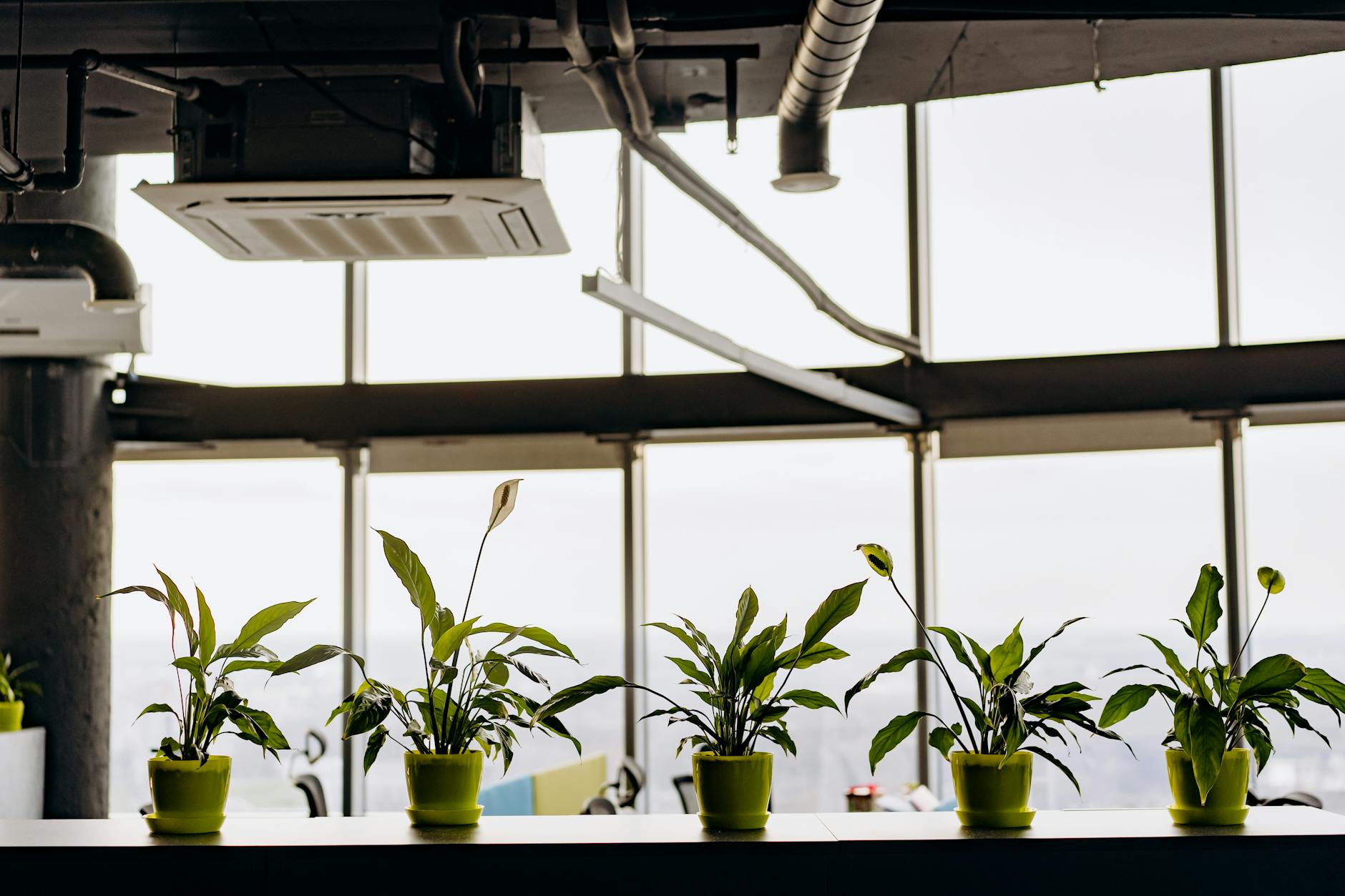 The Air Employees Breathe: How Indoor Microbiome Shifts are Reshaping Workplace Capital