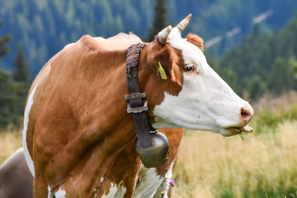 Peter Thiel’s Investment in Solar-Powered Cow Collars: A Game Changer for Agriculture