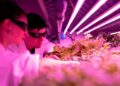 Vertical Farming’s Structural Shift: From Niche Experiment to Core Pillar of Global Food Security