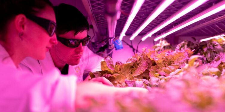 Vertical Farming’s Structural Shift: From Niche Experiment to Core Pillar of Global Food Security