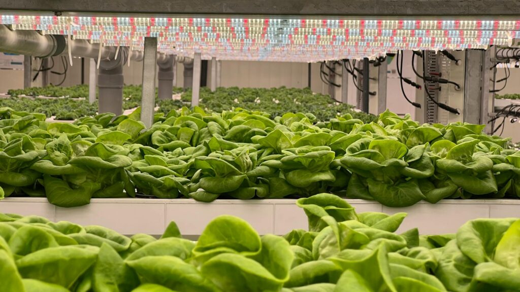 Vertical Farming’s Structural Shift: From Niche Experiment to Core Pillar of Global Food Security