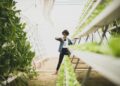 Vertical Farms Reshape Urban Food Systems: A Structural Analysis of Economic Viability and Career Capital
