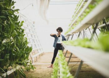 Vertical Farms Reshape Urban Food Systems: A Structural Analysis of Economic Viability and Career Capital