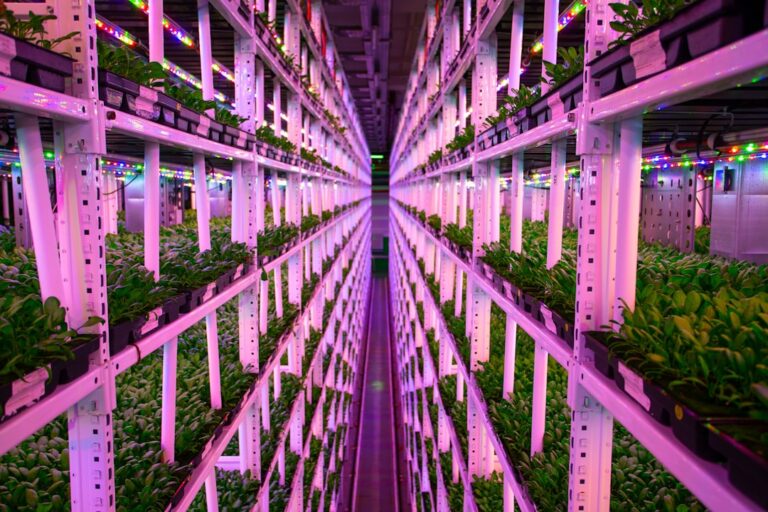 Vertical Farms Reshape Urban Food Systems: A Structural Analysis of Economic Viability and Career Capital