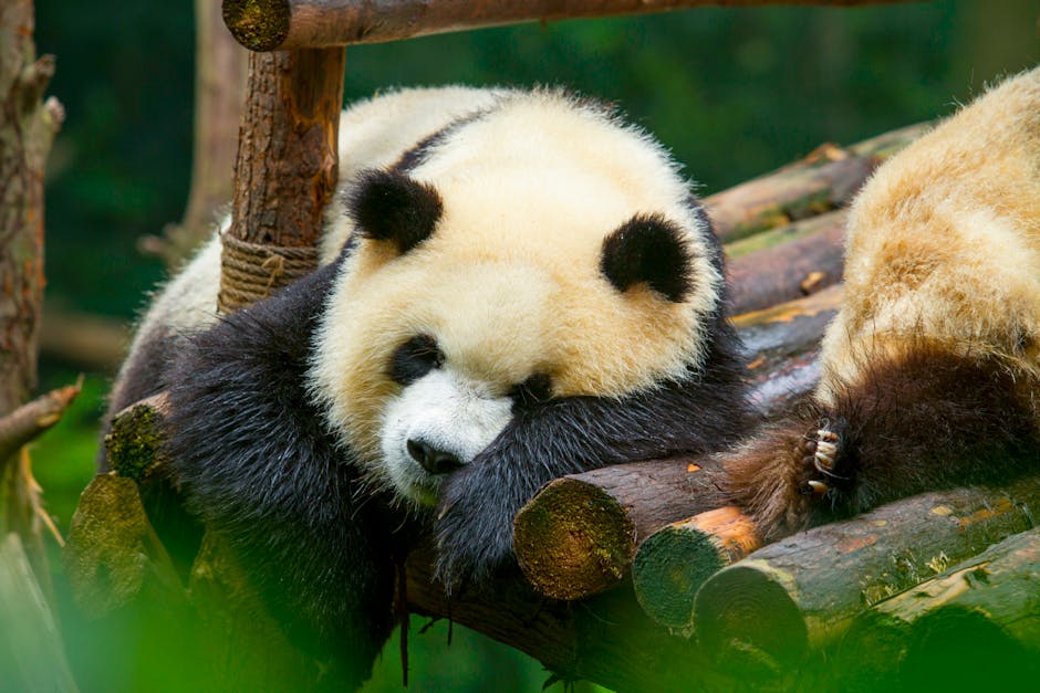 Building Technical Analysis Workflows with pandas-ta-classic
