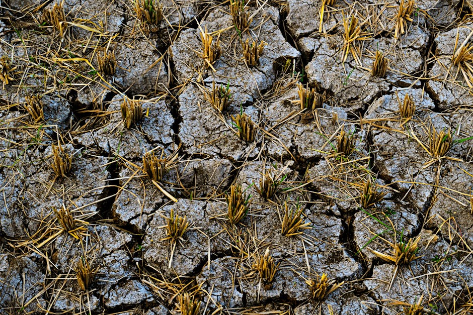 Fertiliser Supply Crisis Unfolds