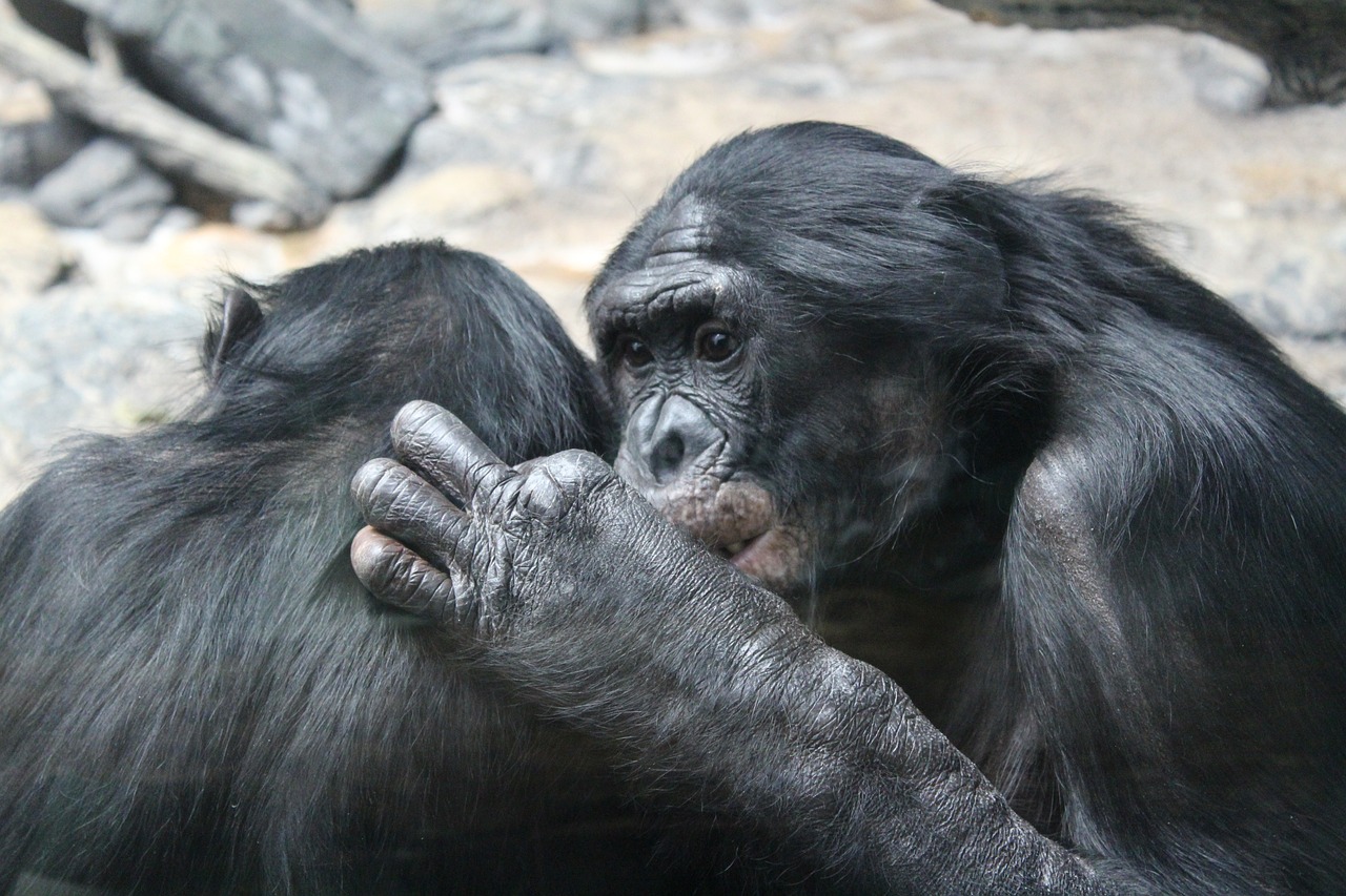 Evaluating Europe’s Conservation Policies: A Critical Analysis