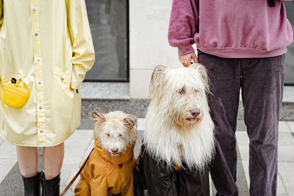 Lily Launches Pet Hair-Resistant Clothing Brand