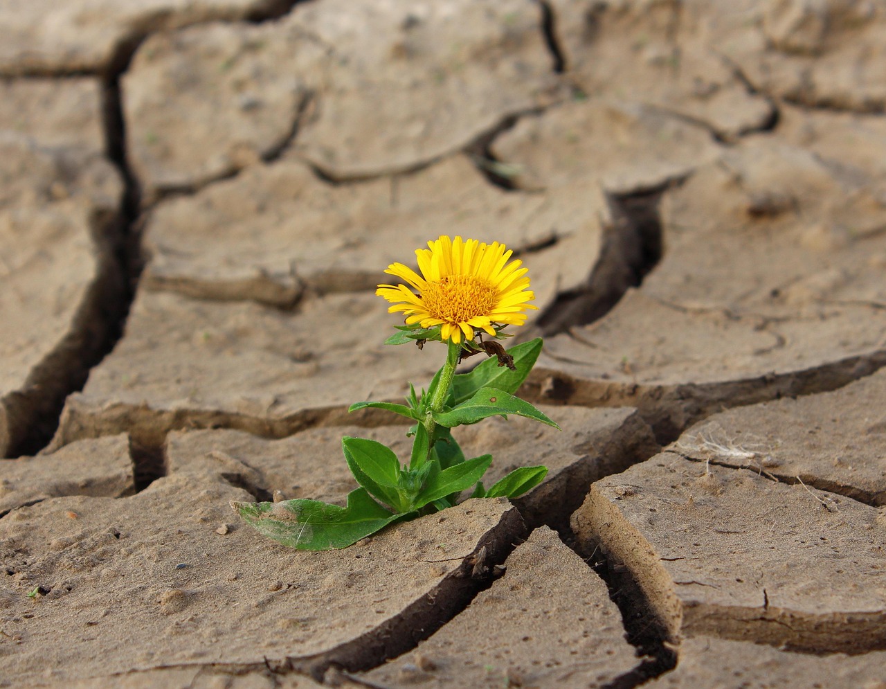 The Psychology Behind Successful Founders