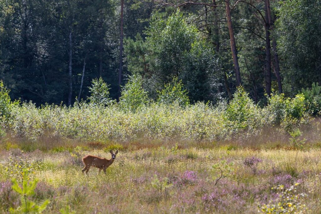 Europe’s Conservation Policies Face Impact and Challenges